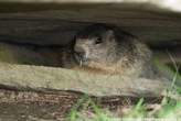 20060614_185723 Marmotta in tana.jpg